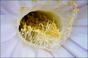 Život květin - Tajemné nitro