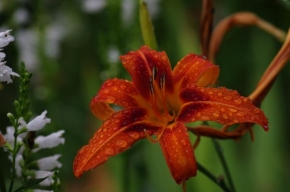 Život květin - Lilie s kapkami deště