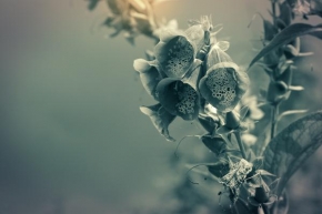 Život květin - Sen
