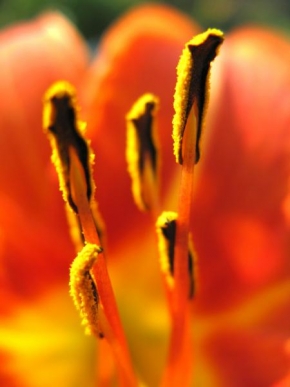Život květin - Denivka