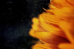 Život květin - Sprcha pod parným letním sluncem