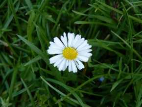 Život květin - Byla jsem schovaná v trávičce