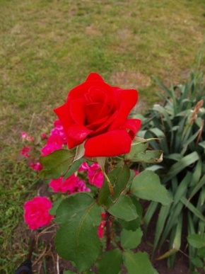 Život květin - Červená růže