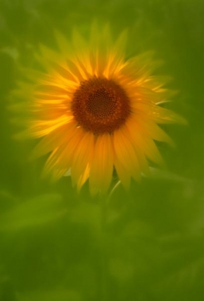 Život květin - Slunce