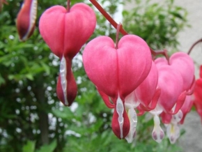 Život květin - Kvítek od srdce