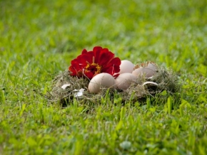 Život květin - Hnízdo