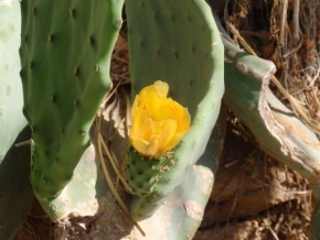 Fotograf roku v přírodě 2010 - Kaktus