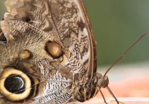 Barbora Peitzová - Motýl