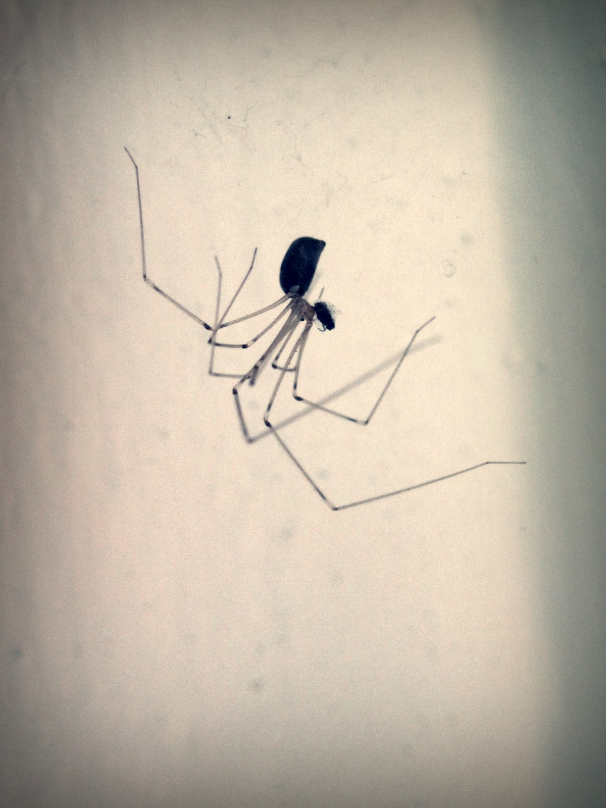 Pavouk