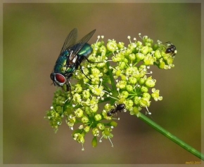 Fotograf roku v přírodě 2010 - Bzučivka a mravenci
