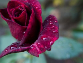 Fotograf roku v přírodě 2010 - Růže po dešti