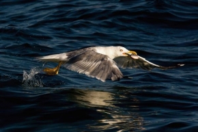Fotograf roku v přírodě 2010 - Racek mořský