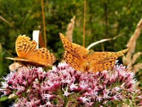 Fotograf roku v přírodě 2010 - Tanec motýlov