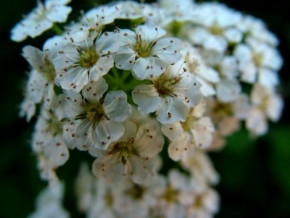 Klára Löfflerová - Já kvetu
