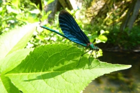 Fotograf roku v přírodě 2010 - Motýlice