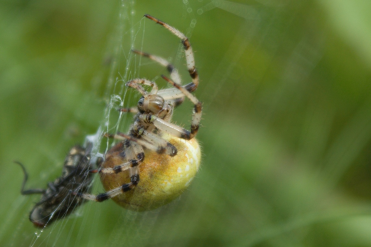 Pavouk v trávě