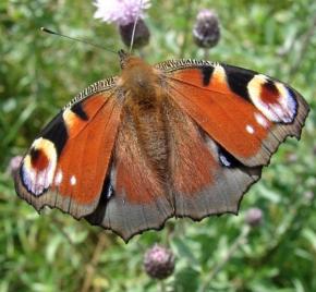 Fotograf roku v přírodě 2010 - Motýl