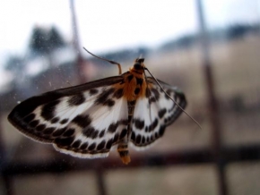 Lukáš Vrbas - Noční motýl