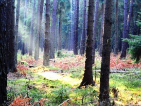 Zuzka Korbelová - Západ slunce v lese