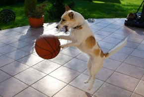 Zachyť mé divočení! - Fotograf roku - Junior - Dog-NBA