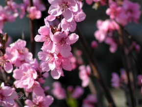 Odhalené půvaby rostlin - Sakura