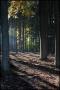 Milan Herok -Prosluněný les