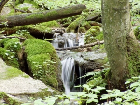Voda je živel - Lesní potok