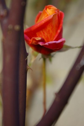 Odhalené půvaby rostlin - Růže