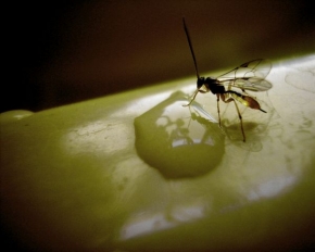 Jana Mathauserová - žíznivý komár