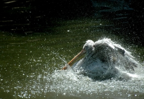 Voda je živel - Cahtající se pelikán