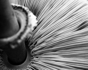 Odhalené půvaby rostlin - Fotograf roku - Kreativita - Naruby