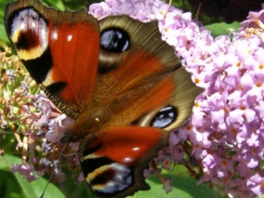 Odhalené půvaby rostlin - S motýlkem
