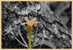 Odhalené půvaby rostlin - Předurčena k úspěchu