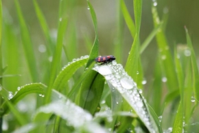 Krajina posedlá vodou - Co se děje v trávě...