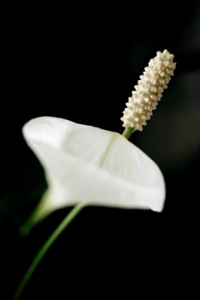 Odhalené půvaby rostlin - Fotograf roku - Junior - Bílá...