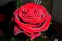 Růžena Antlová -Růže jako samet