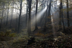 Slunce je veliký básník! - Czech forest represent