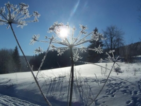 Odhalené půvaby rostlin - I tráva může mít v zimě své kouzlo