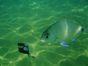 Zachyť mé divočení! - Řádící rybka v Řecku