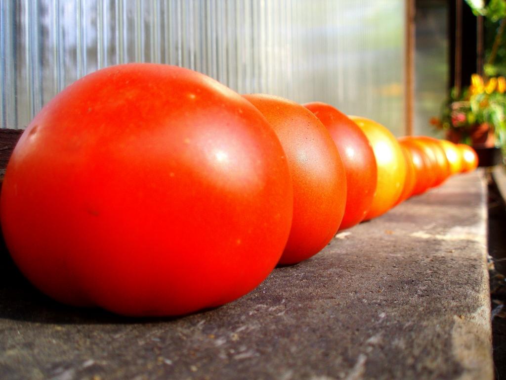 Dozrávající rajčata...