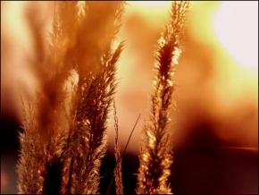 Slunce je veliký básník! - Sunny Grass