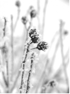 Odhalené půvaby rostlin - Zimný spánok
