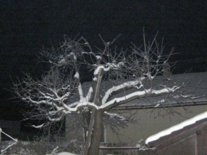 Blanka Pižlová - Třešeň v zimě
