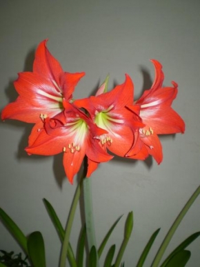 Odhalené půvaby rostlin - Krása květů amarelisu