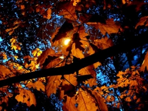 Fotograf roku v přírodě 2011 - Co umí pouliční osvětlení...
