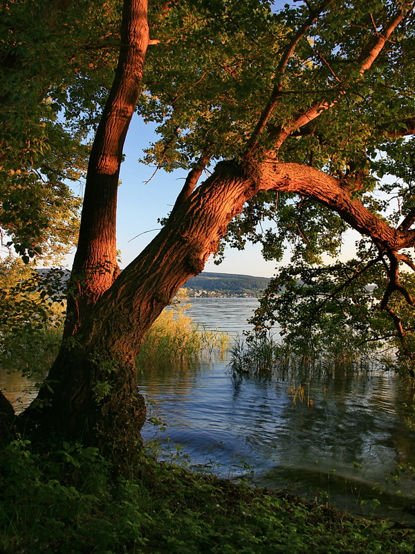 Strom u jezera