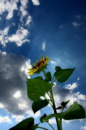 Fotograf roku v přírodě 2011 - Slunečnice