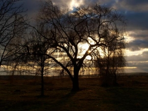 Martin Skála - Strom při západu slunce