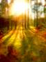 Filip Radosta -Forest Sunrise
