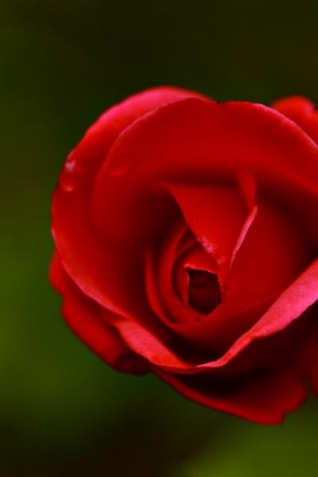 Odhalené půvaby rostlin - Bloody Rose